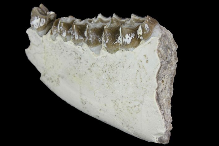 Oreodont (Merycoidodon) Jaw Section - South Dakota #136044